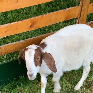 Meet your Posher, Sydney